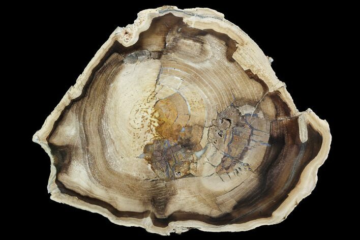 Petrified Wood (Cherry) Round - McDermitt, Oregon #99266